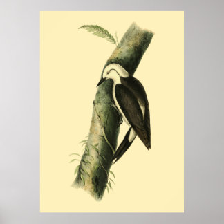 Black & White Woodpecker Poster