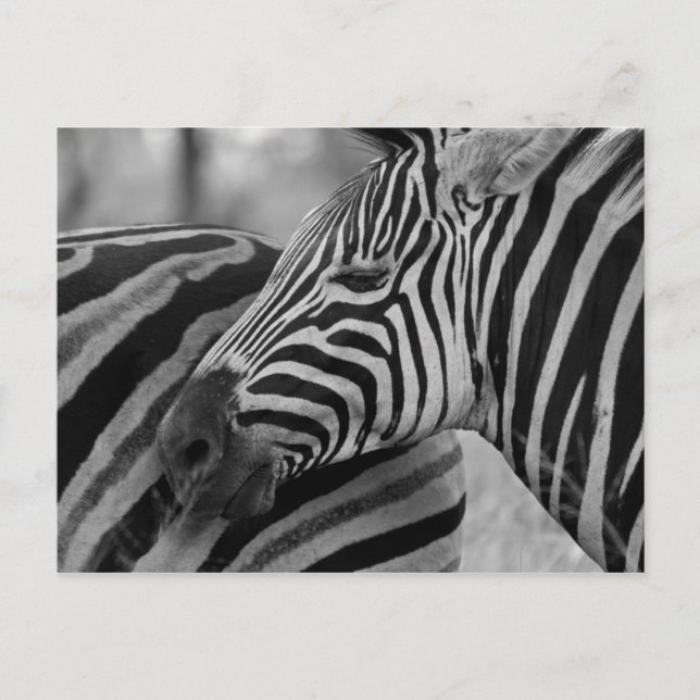 Black/White Zebra Postcard (Front)
