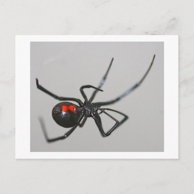 Black Widow Postcard (Front)