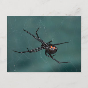 Black Widow Spider Postcard