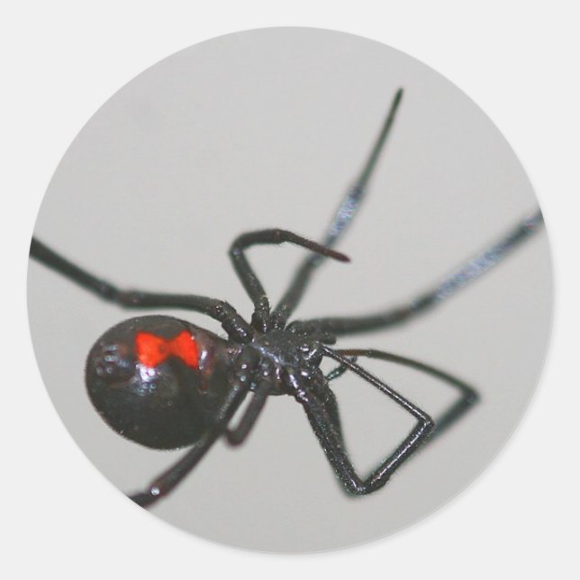 Black widow spider sticker (Front)