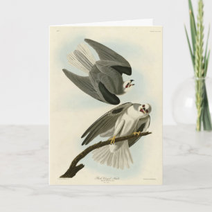 Black-Winged Hawk - Audubon's Birds of America Card