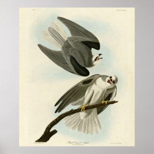 Black-Winged Hawk - Audubon's Birds of America Poster