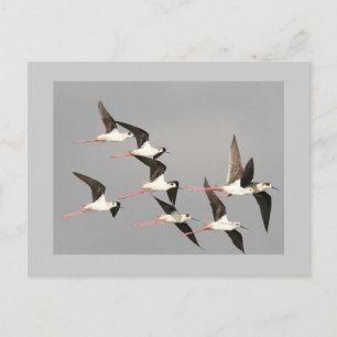 Black-winged Stilt Postcard
