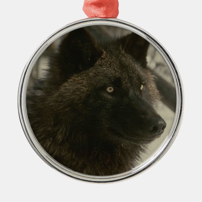 Black Wolf Christmas Ornament (Front)