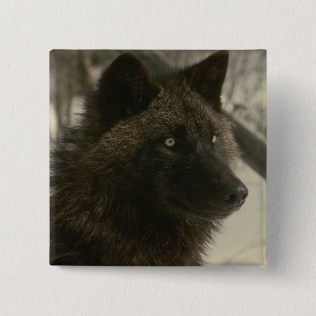 Black Wolf Dog 15 Cm Square Badge (Front)