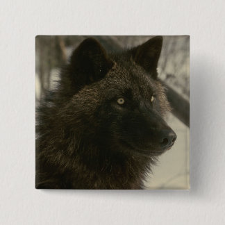 Black Wolf Dog 15 Cm Square Badge