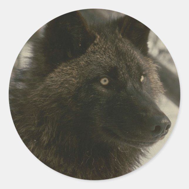 Black Wolf Dog Classic Round Sticker (Front)