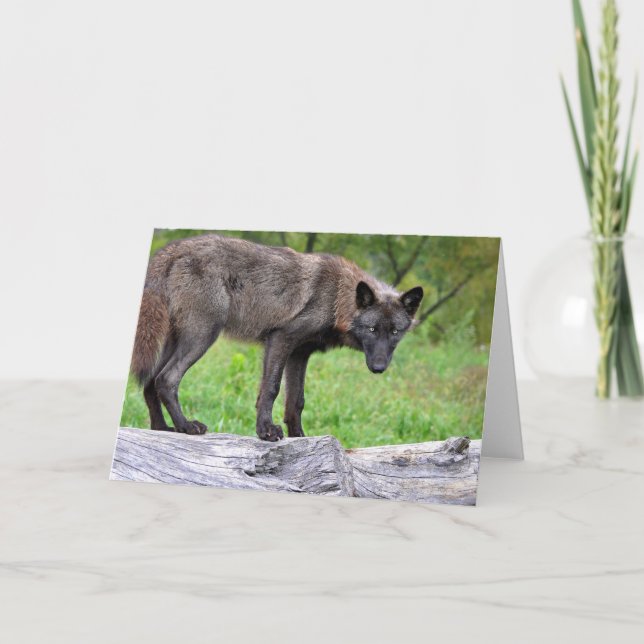 Black Wolf Greeting Card (Front)