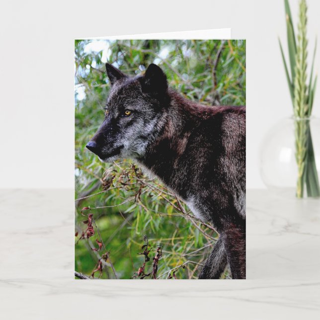 Black Wolf Greeting Card (Front)