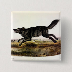 Black Wolf, or Black American Wolf (Canis Lupus) 15 Cm Square Badge