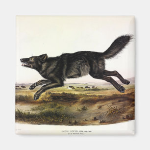 Black Wolf, or Black American Wolf (Canis Lupus) Magnet