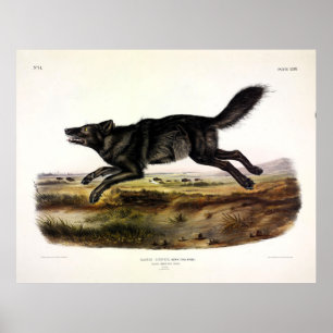 Black Wolf, or Black American Wolf (Canis Lupus) Poster