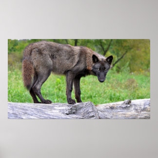 Black Wolf Poster