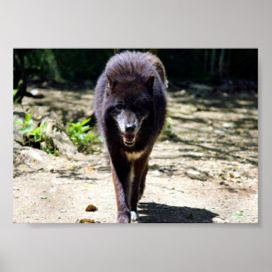 black wolf poster