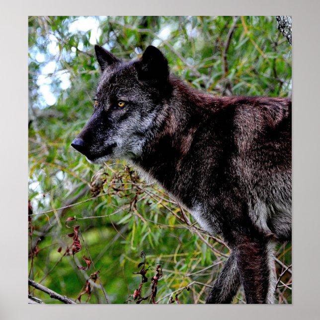 Black Wolf Poster (Front)