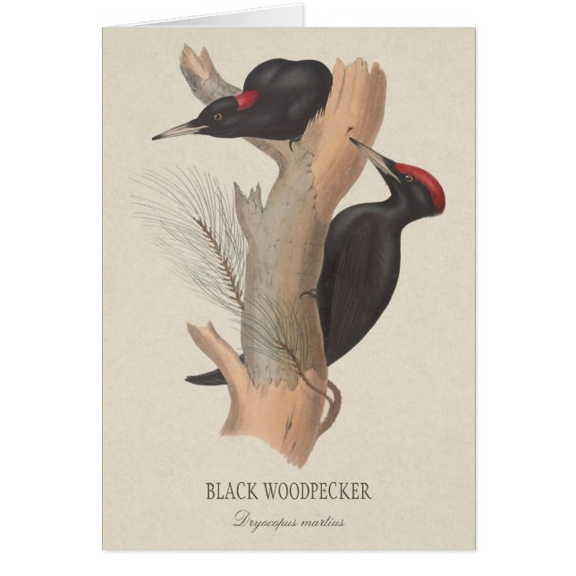 Black woodpecker CC0223 Gould bird illustration (Front)