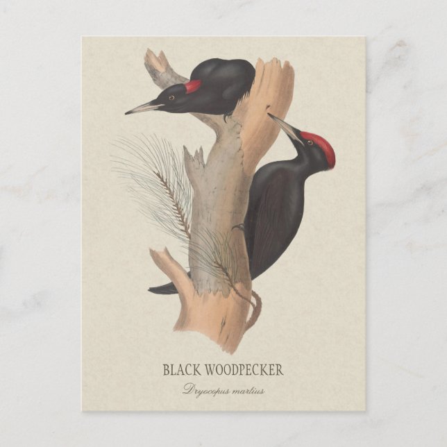 Black woodpecker CC0502 Bird illustration Postcard (Front)
