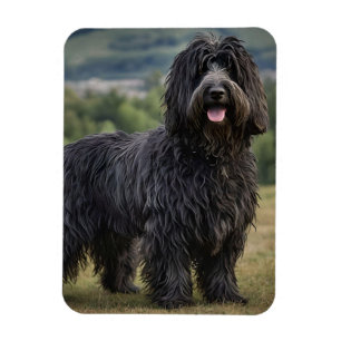 Black Woolly Bergamasco Sheepdog, Magnet