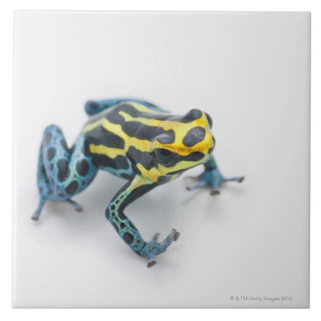 Black, Yellow and Blue Poison Dart Frog Ceramic Tile (Front)