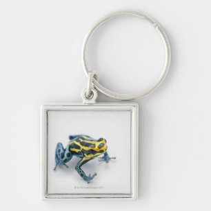 Black, Yellow and Blue Poison Dart Frog Key Ring
