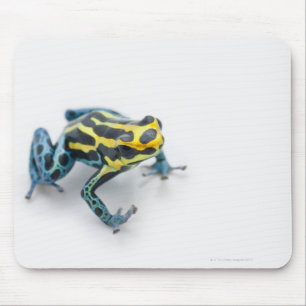 Black, Yellow and Blue Poison Dart Frog Mouse Pad