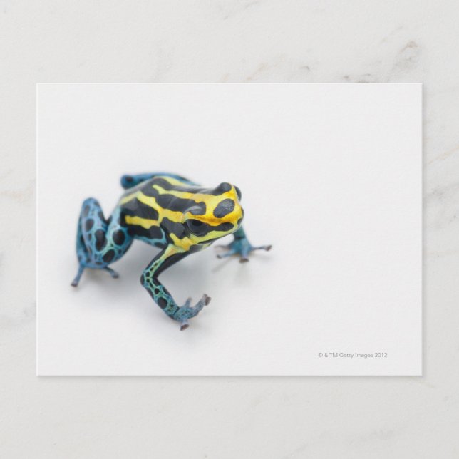 Black, Yellow and Blue Poison Dart Frog Postcard (Front)