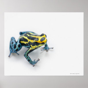 Black, Yellow and Blue Poison Dart Frog Poster