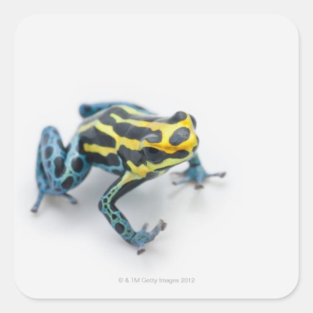Black, Yellow and Blue Poison Dart Frog Square Sticker (Front)
