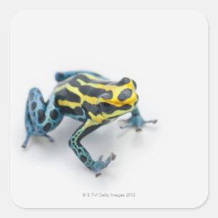 Black, Yellow and Blue Poison Dart Frog Square Sticker