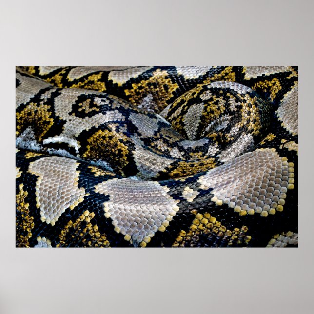 Black, yellow, and grey python poster (Front)