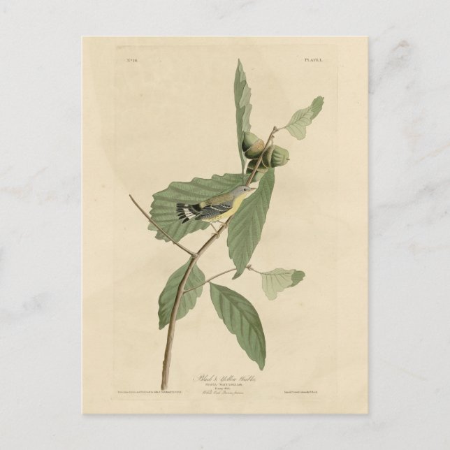 Black & Yellow Warbler, Audubon's Birds of America Postcard (Front)
