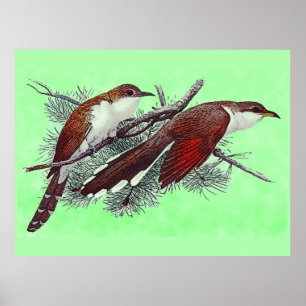 Black & Yellowed Billed Cuckoo Birds Poster