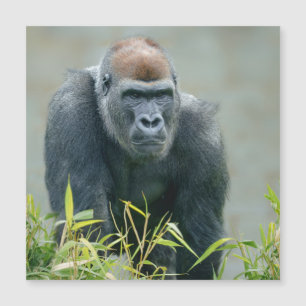 Blackback Gorilla Lope