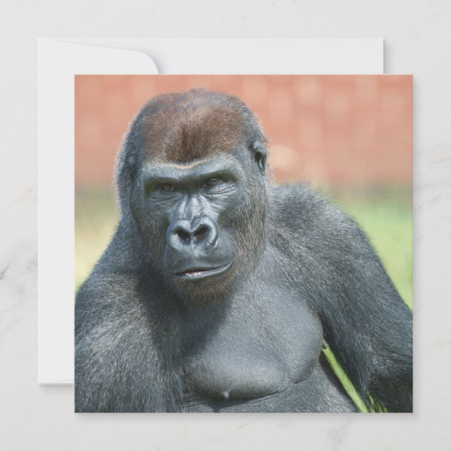 Blackback Gorilla Lope Portrait (Front)