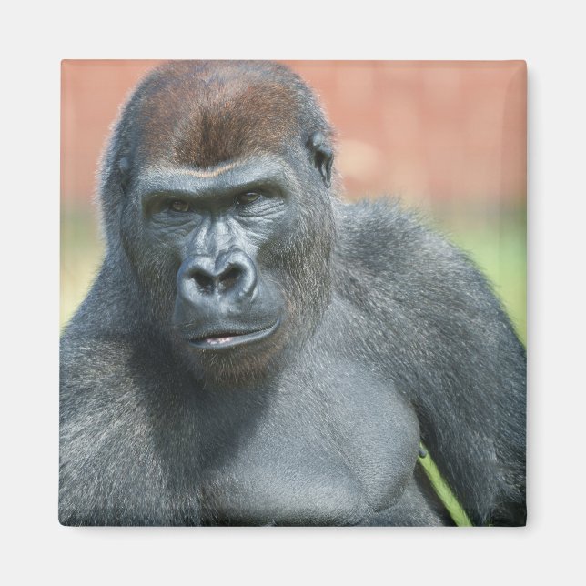 Blackback Gorilla Lope Portrait Magnet (Front)