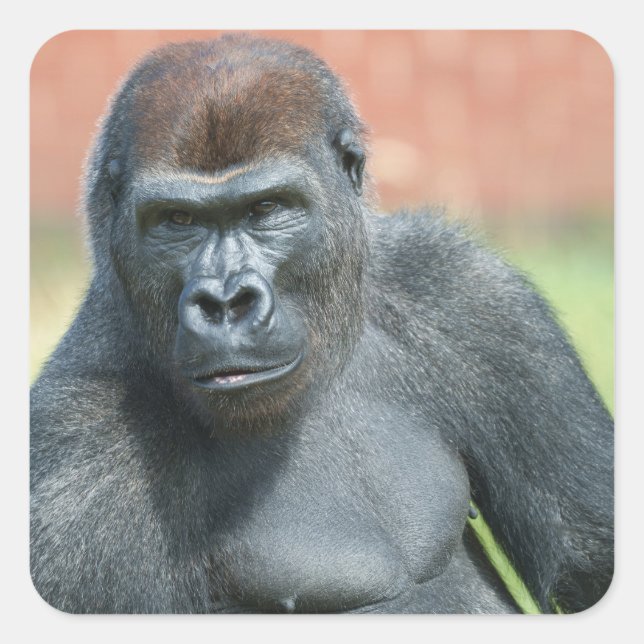 Blackback Gorilla Lope Portrait Square Sticker (Front)