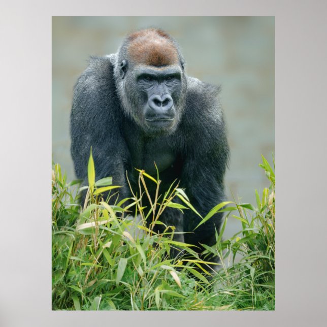 Blackback Gorilla Lope Poster (Front)