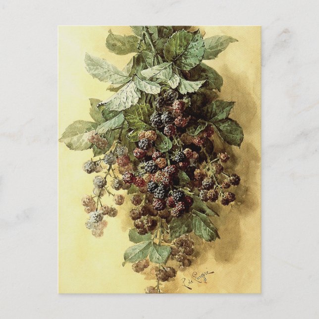‘Blackberries’ by Paul de Longpré Postcard (Front)