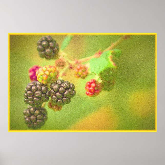 "Blackberries Fruit Plant" Cute Photo. Buy Now Poster (Front)