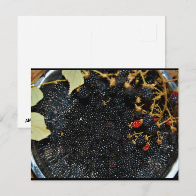 Blackberries in Colander Postcard (Front/Back)