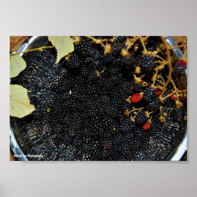 Blackberries in Colander Poster (Front)