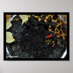 Blackberries in Colander Poster