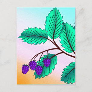 Blackberries on a branch postcard