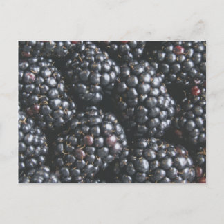 Blackberries Postcard