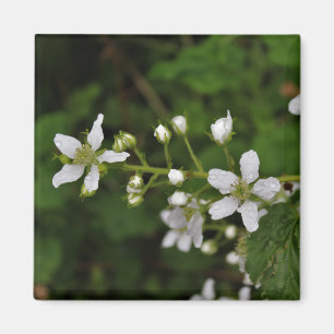 Blackberry Blossoms Magnet