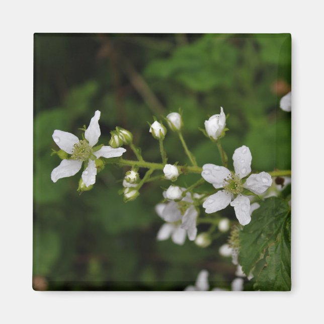 Blackberry Blossoms Magnet (Front)