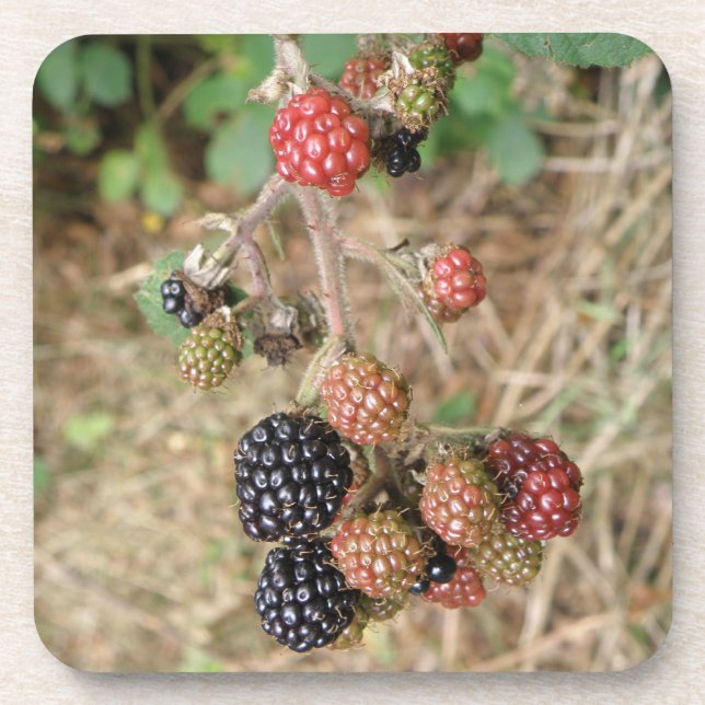 Blackberry Bonanza Cork Coaster (Front)