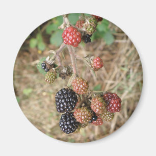Blackberry Bonanza Magnet