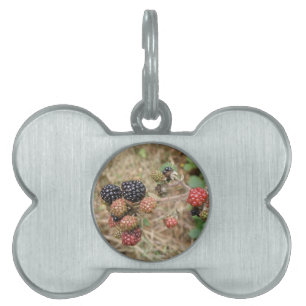 Blackberry Bonanza Pet Tag